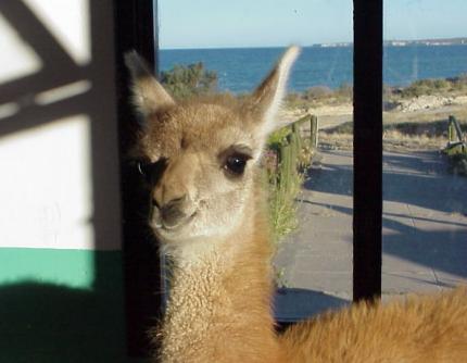 Reserva Faun�stica de Punta Loma