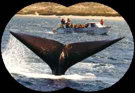 Avistaje de Ballenas en Piramide